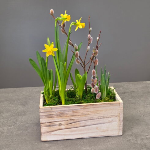 Spring bulb garden with yellow narcissus and pussy willow in rustic wooden box Oakville florist