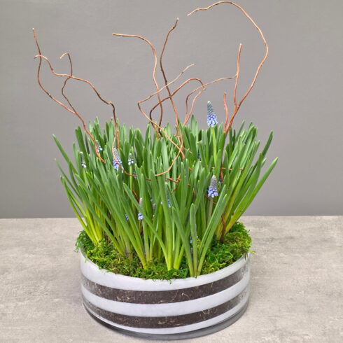 Blue muscari spring bulb arrangement in glass bowl with moss and decorative branches – BLOOMSI Oakville Mississauga